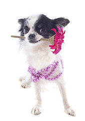 Image showing chihuahua and flower