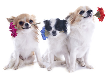 Image showing chihuahuas and flowers