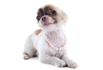 Image showing puppy chihuahua and collar