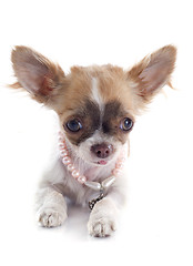 Image showing puppy chihuahua