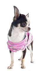 Image showing puppy chihuahua