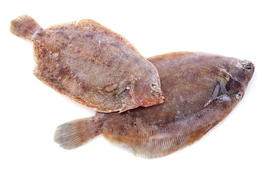 Image showing lemon soles