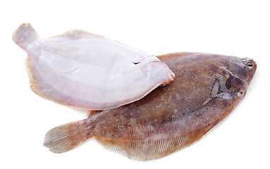 Image showing lemon soles