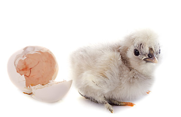 Image showing hatching