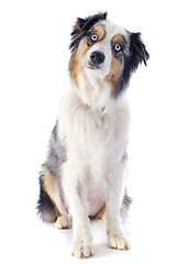 Image showing australian shepherd