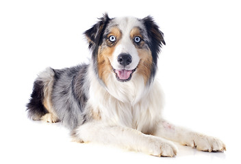 Image showing australian shepherd