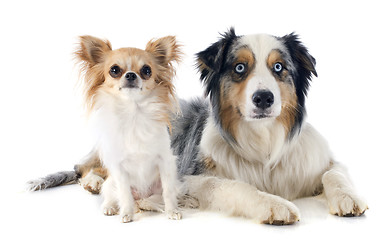 Image showing australian shepherd and chihuahua