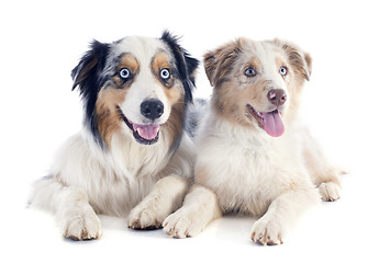 Image showing australian shepherds