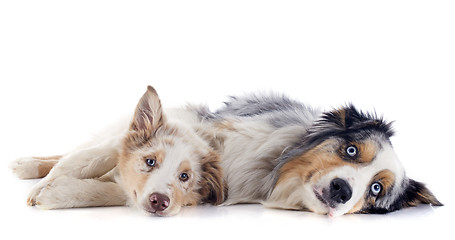 Image showing australian shepherds