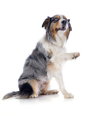 Image showing australian shepherd