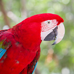 Image showing Red Macaw