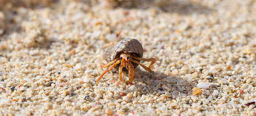 Image showing Very small lobster in a small shell