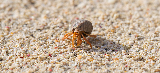 Image showing Very small lobster in a small shell