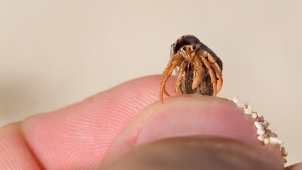 Image showing Very small lobster in a small shell