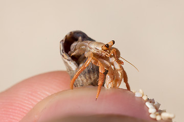 Image showing Very small lobster in a small shell