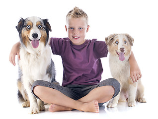 Image showing australian shepherds and boy