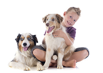 Image showing australian shepherds and boy