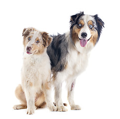 Image showing australian shepherds