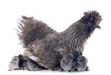 Image showing young Silkie