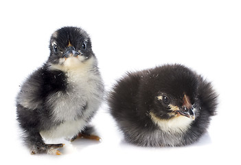 Image showing Marans chicks