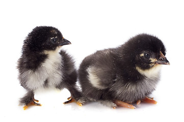 Image showing Marans chicks