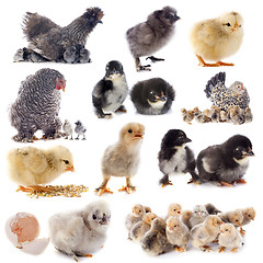 Image showing young chicks and chicken