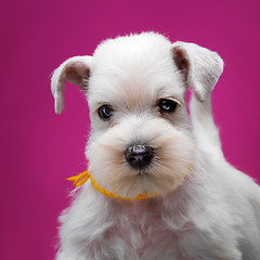 Image showing White miniature schnauzer puppy