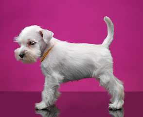 Image showing White miniature schnauzer puppy