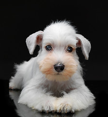 Image showing White miniature schnauzer puppy