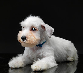 Image showing White miniature schnauzer puppy