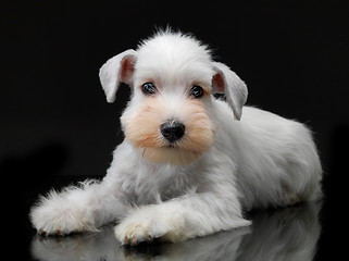 Image showing White miniature schnauzer puppy