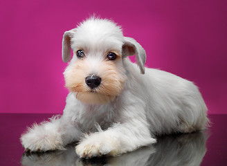 Image showing White miniature schnauzer puppy