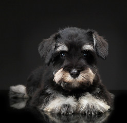 Image showing Silver miniature schnauzer puppy