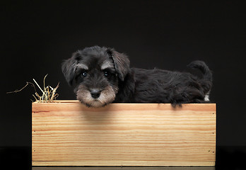 Image showing Silver miniature schnauzer puppy