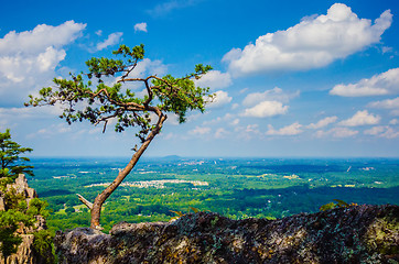 Image showing old and ancient dry tree on top of mountain