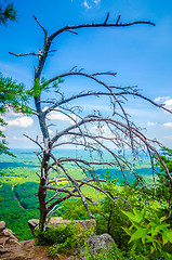 Image showing old and ancient dry tree on top of mountain