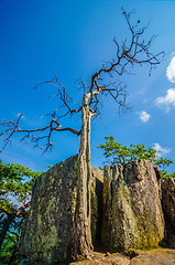 Image showing old and ancient dry tree on top of mountain