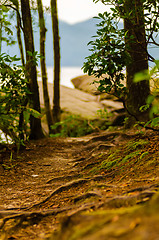 Image showing bumpy hiking path with tree roots