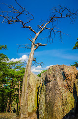 Image showing old and ancient dry tree on top of mountain