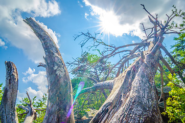 Image showing old and ancient dry tree on top of mountain