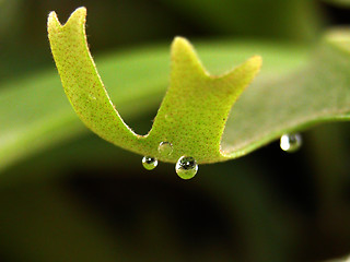 Image showing dew on leaf