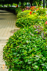 Image showing green plants in pots on city street