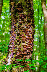 Image showing mushrooms growing on a live tree in the forest, illustrating the