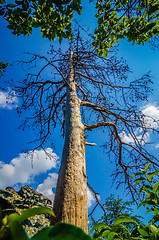 Image showing old and ancient dry tree on top of mountain