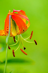 Image showing wild orange lilies