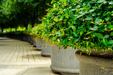 Image showing green plants in pots on city street