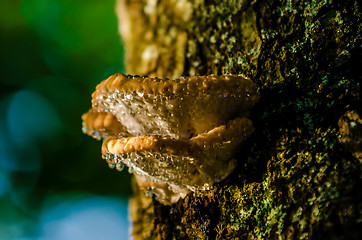 Image showing mushrooms growing on a live tree in the forest, illustrating the