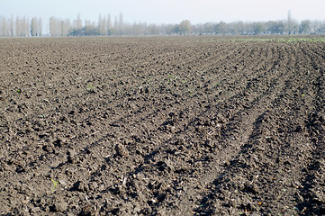 Image showing cropland