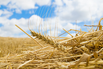 Image showing ear of wheat