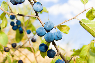 Image showing Blackthorn, Prunus spinosus